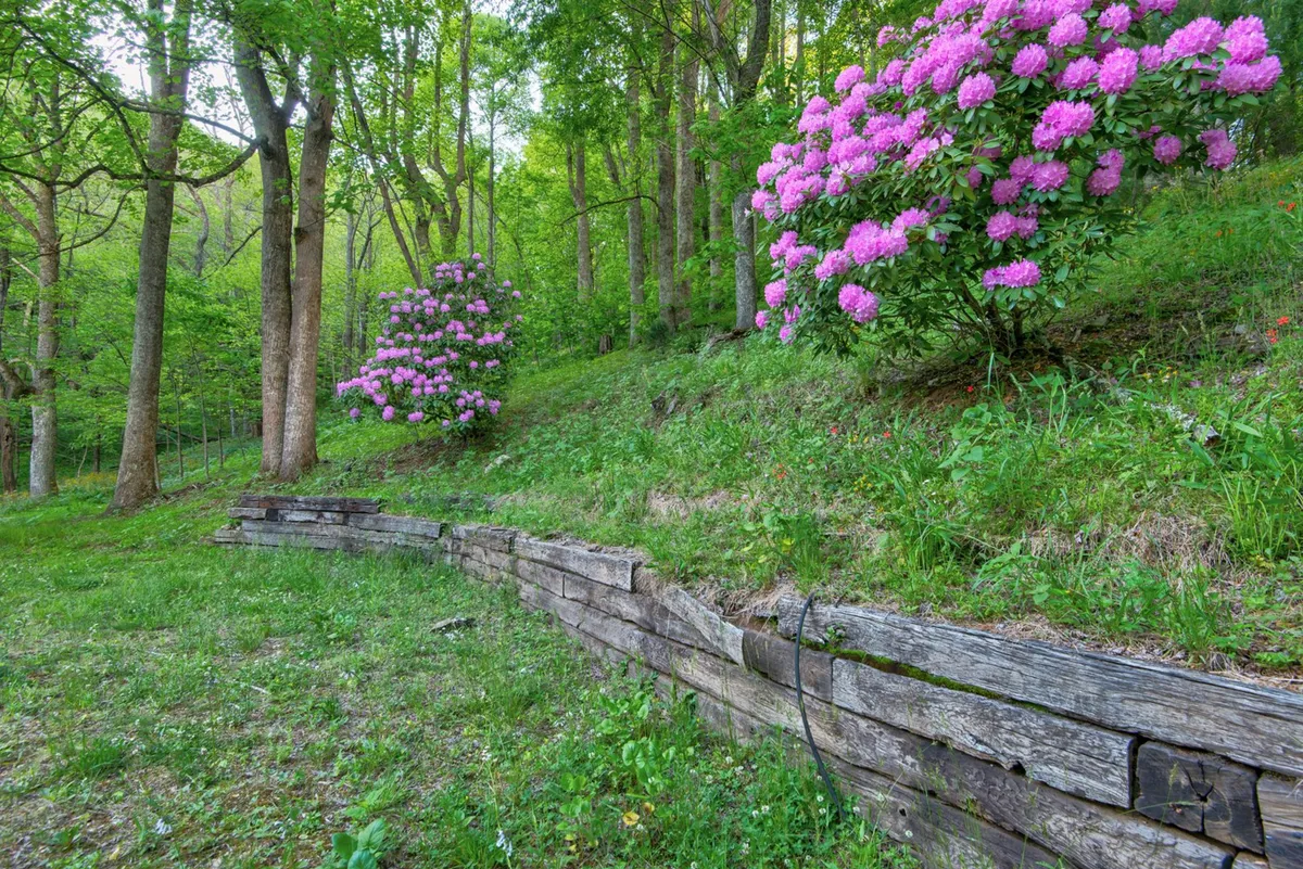A lush green lawn bordered by pink rhododendron bushes, tall trees, and a wooden retaining wall. The grass is semi-flat, making it an ideal space for outdoor play and pet activities.